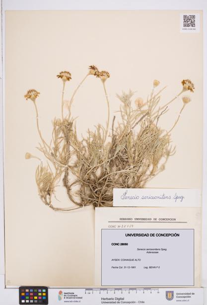 Senecio sericeonitens [Espécimen: ]