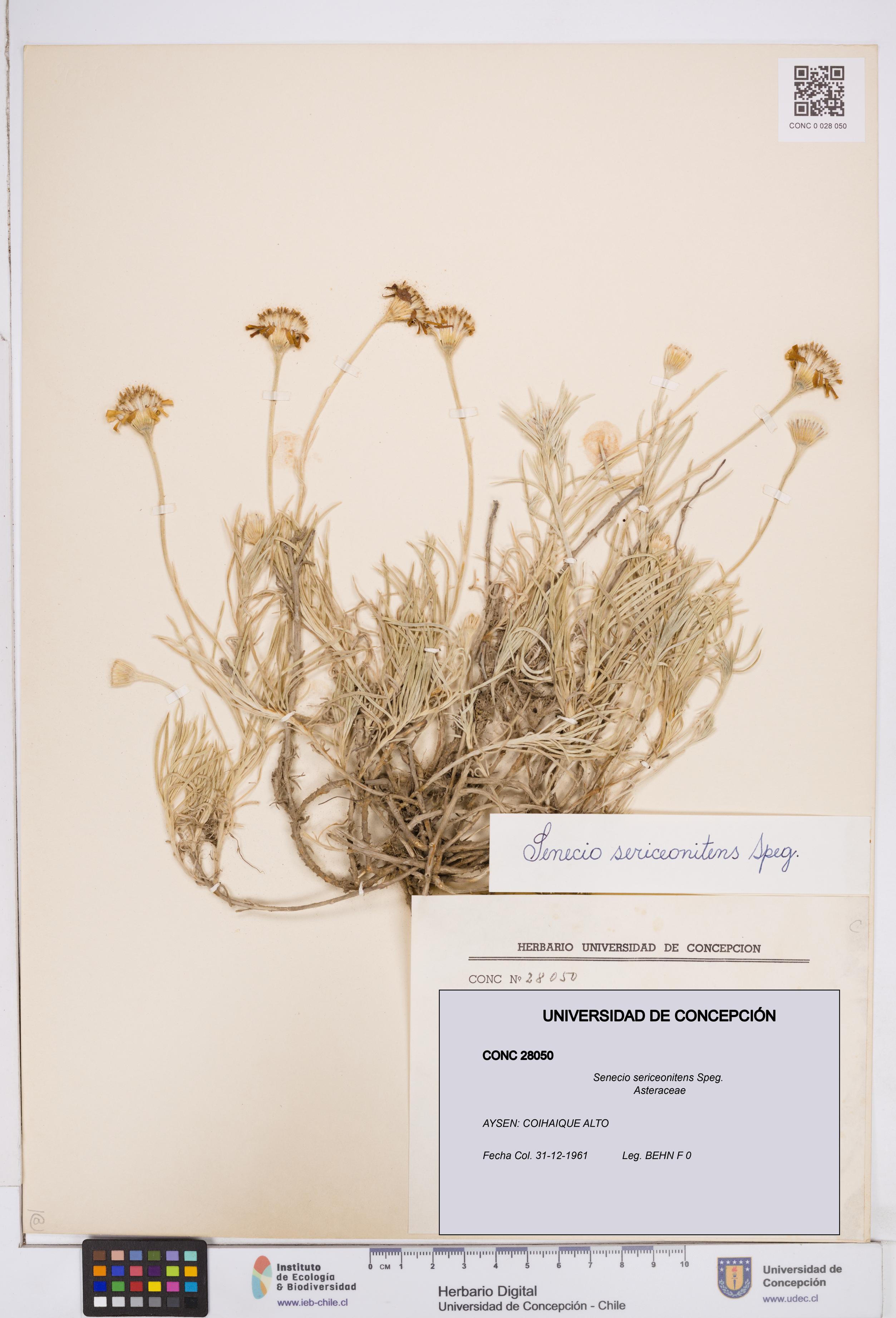 Senecio sericeonitens [Espécimen: ]