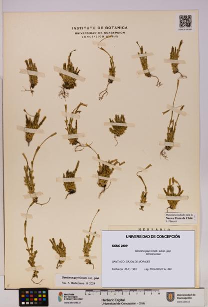 Gentiana gayi [Espécimen: UDEC:CONC:0028051]