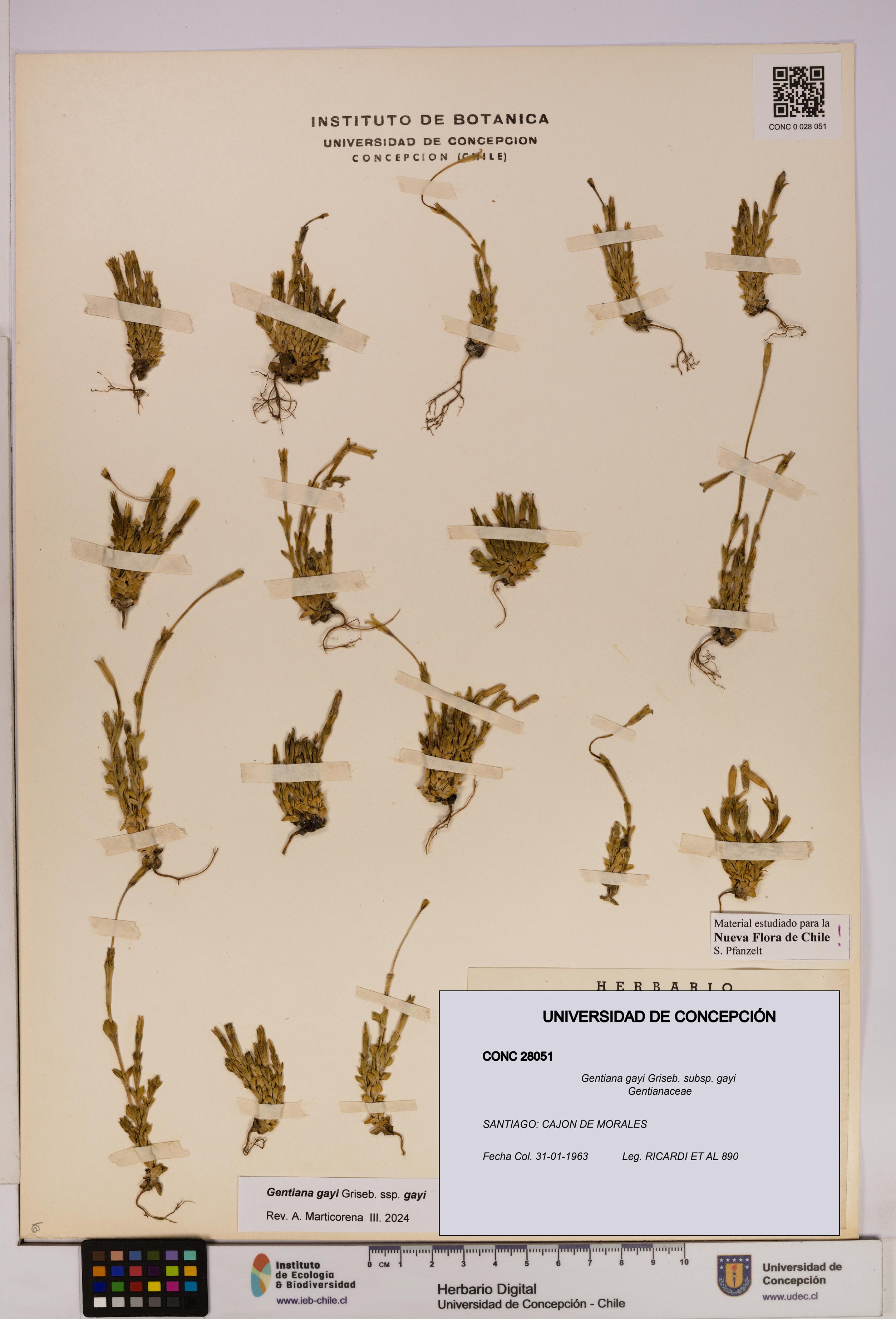 Gentiana gayi [Espécimen: UDEC:CONC:0028051]