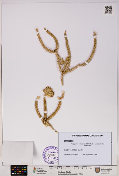 Philippiamra celosioides [Espécimen: ]