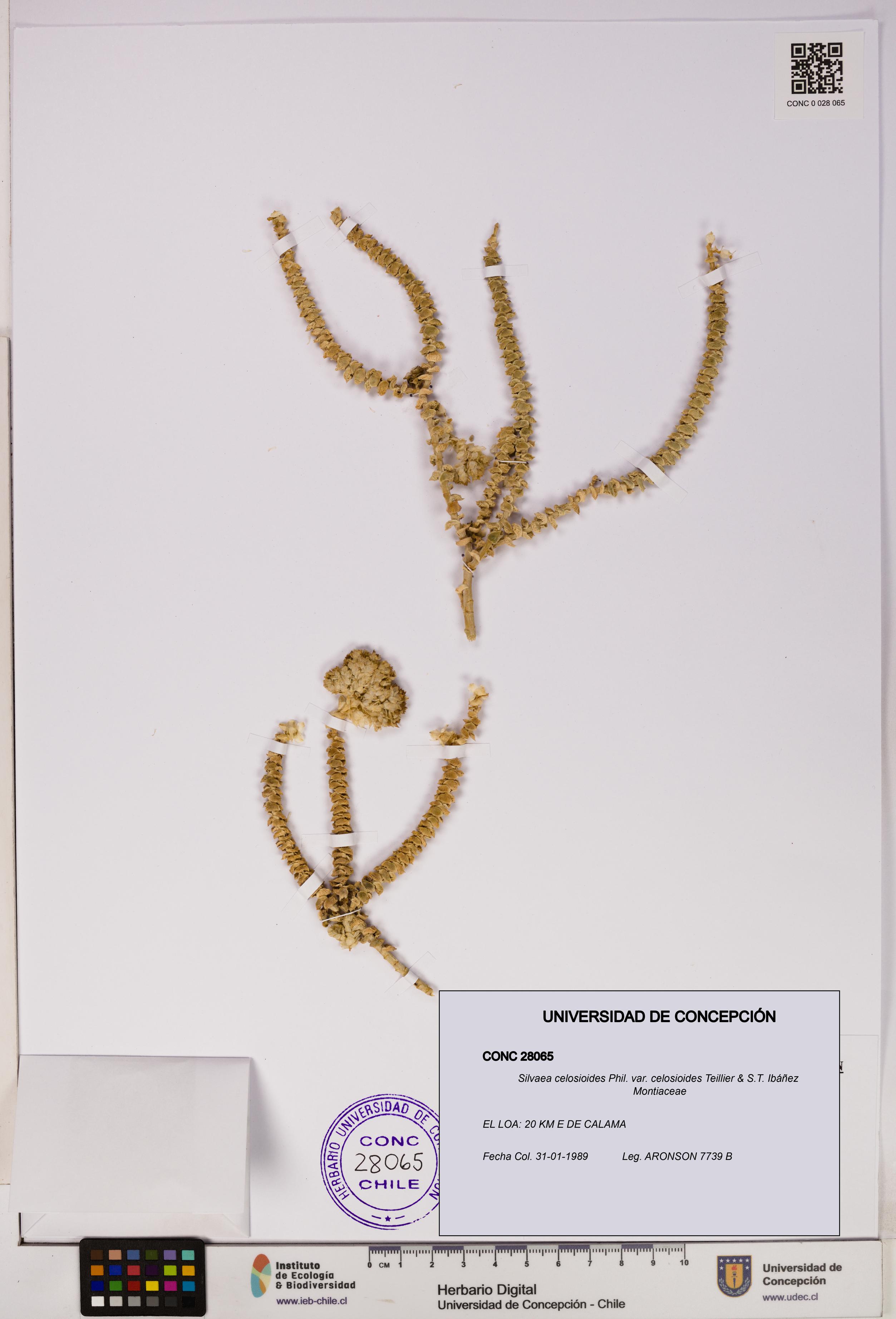 Silvaea celosioides var. celosioides [Espécimen: UDEC:CONC:0028065]