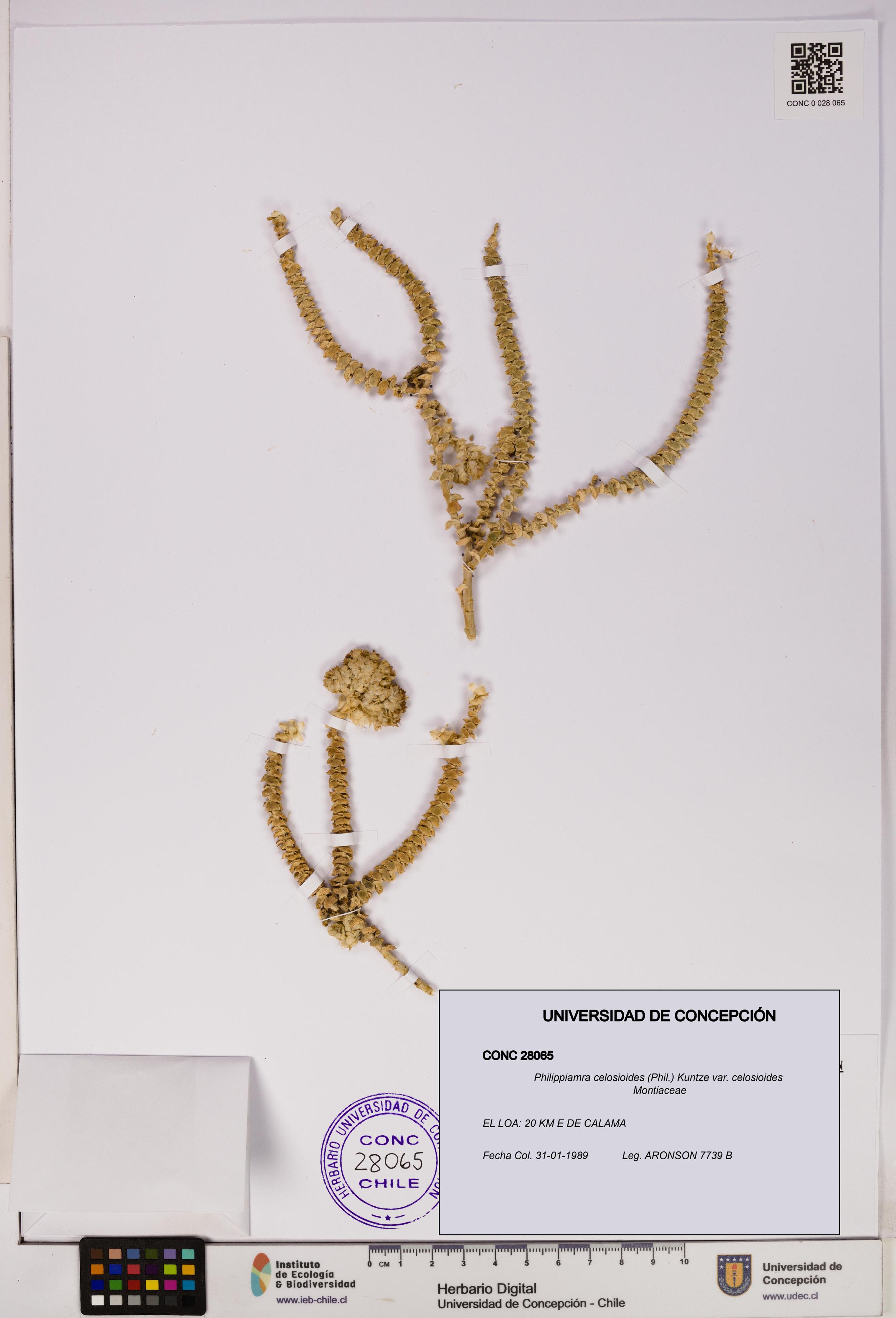 Philippiamra celosioides [Espécimen: ]