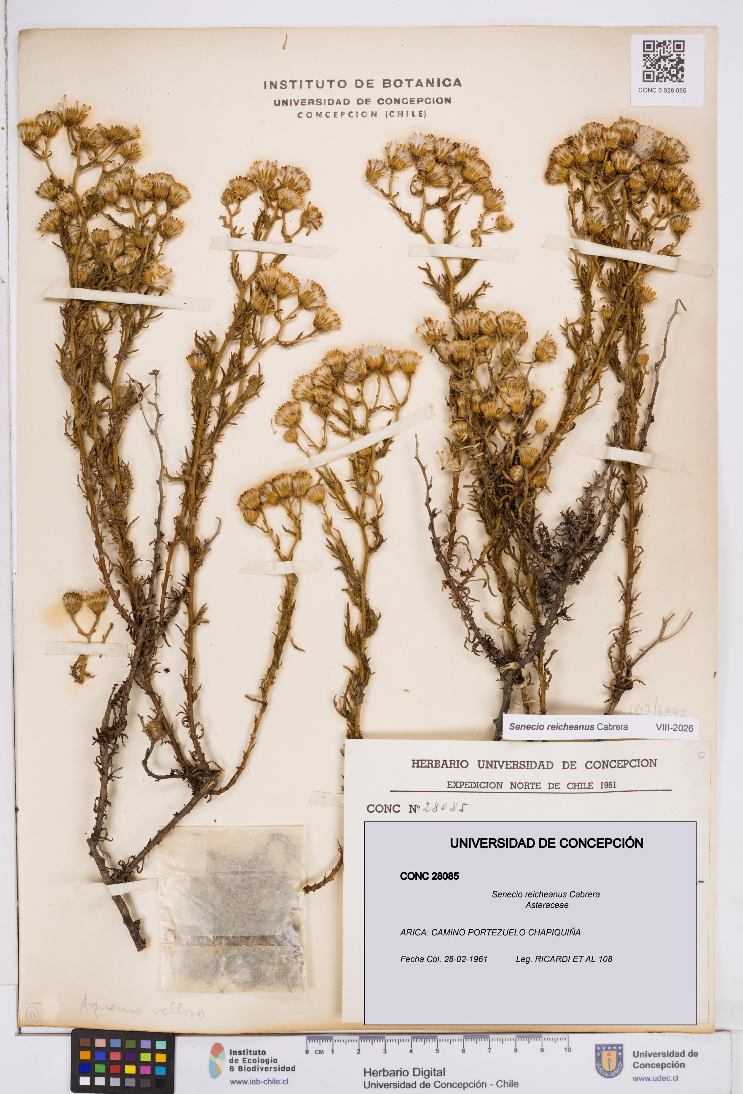 Senecio reicheanus [Espécimen: ]