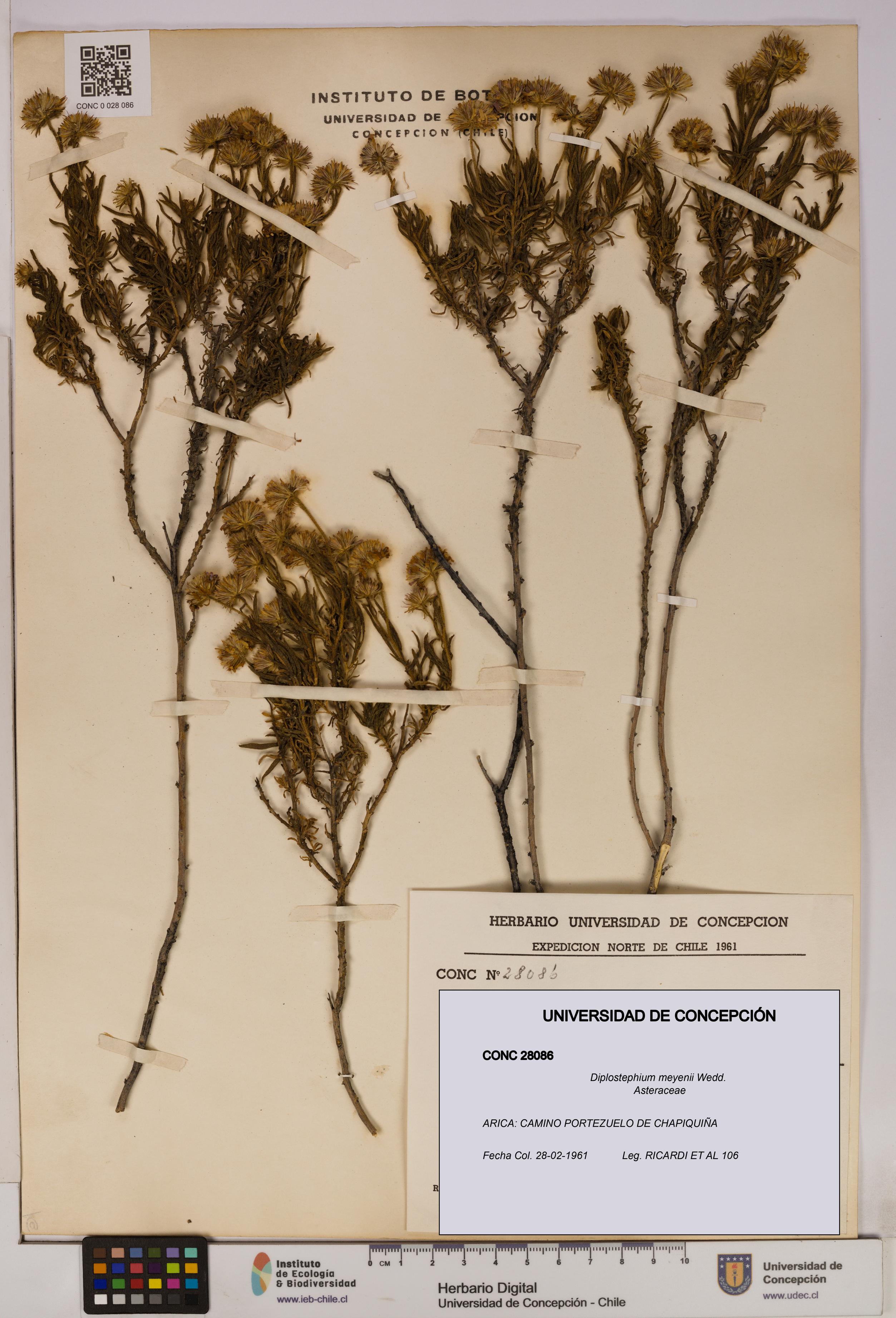 Diplostephium meyenii [Espécimen: UDEC:CONC:0028086]