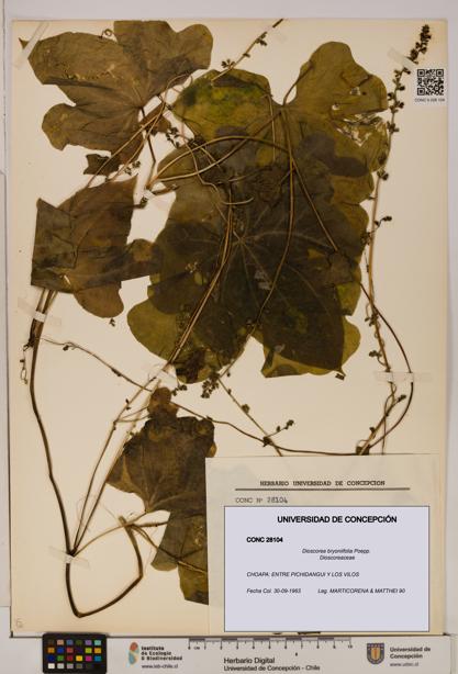 Dioscorea bryoniifolia [Espécimen: ]