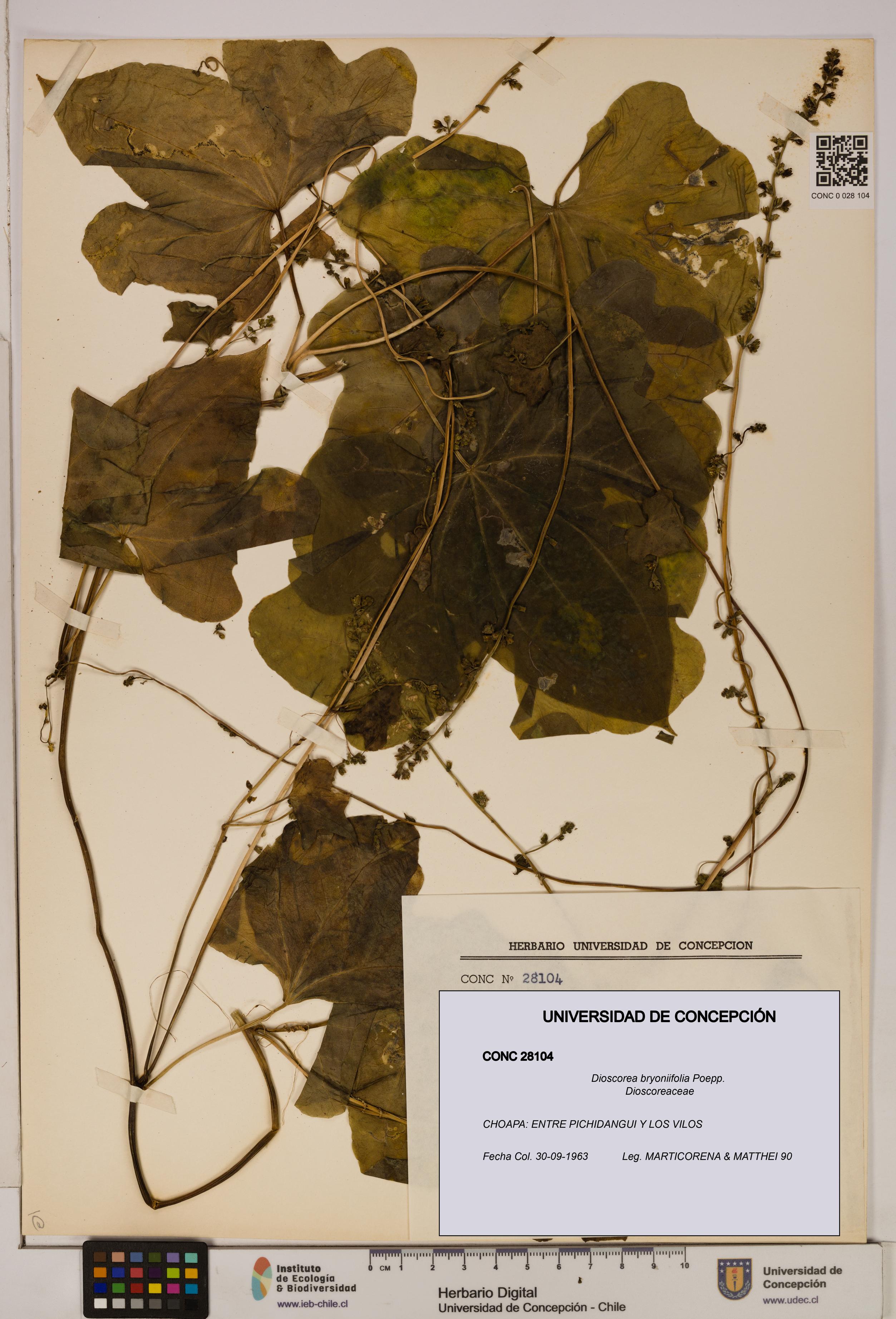 Dioscorea bryoniifolia [Espécimen: ]