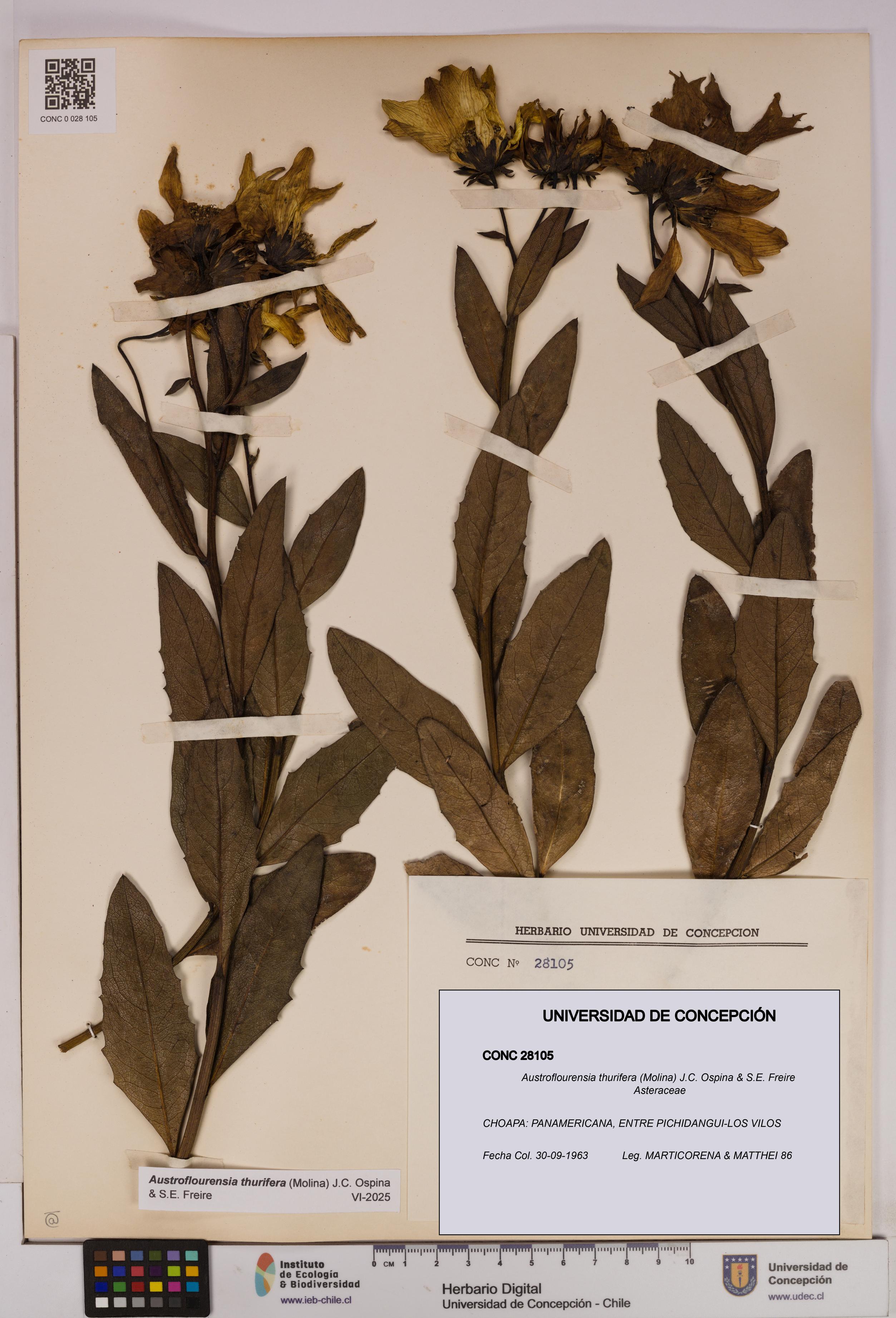 Austroflourensia thurifera [Espécimen: UDEC:CONC:0028105]