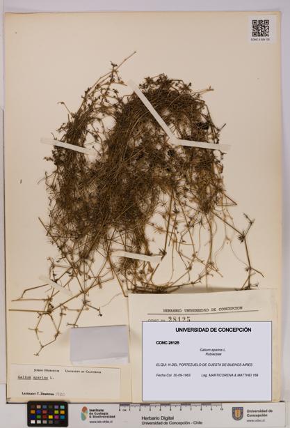 Galium aparine [Espécimen: UDEC:CONC:0028125]