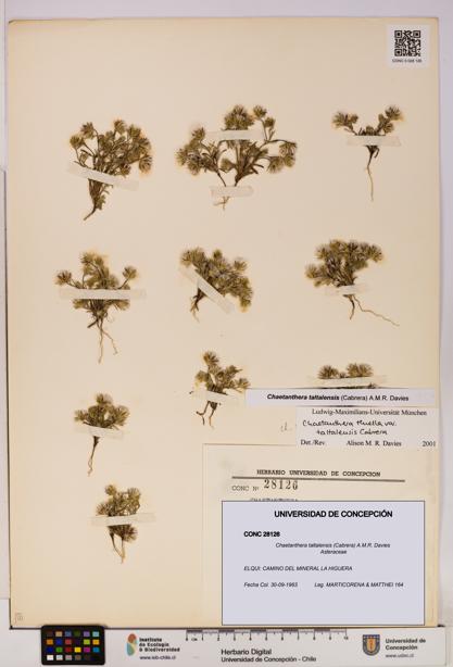 Chaetanthera taltalensis [Espécimen: UDEC:CONC:0028126]