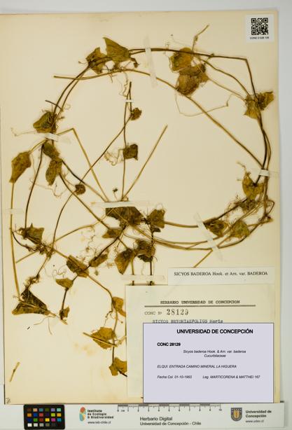 Sicyos baderoa var. baderoa [Espécimen: UDEC:CONC:0028129]