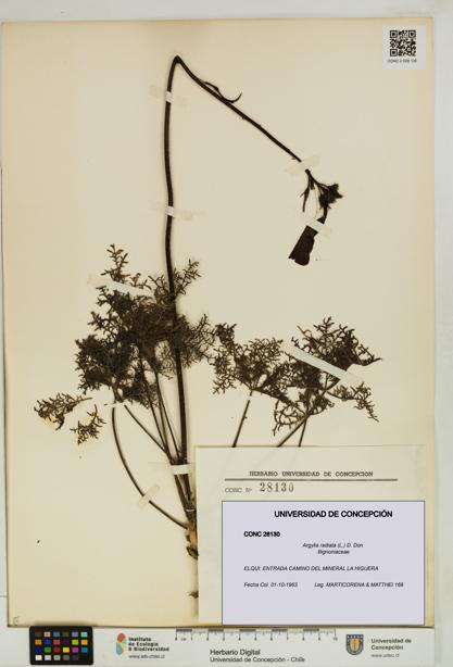 Argylia radiata [Espécimen: UDEC:CONC:0028130]