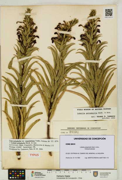 Lobelia polyphylla [Espécimen: UDEC:CONC:0028131]