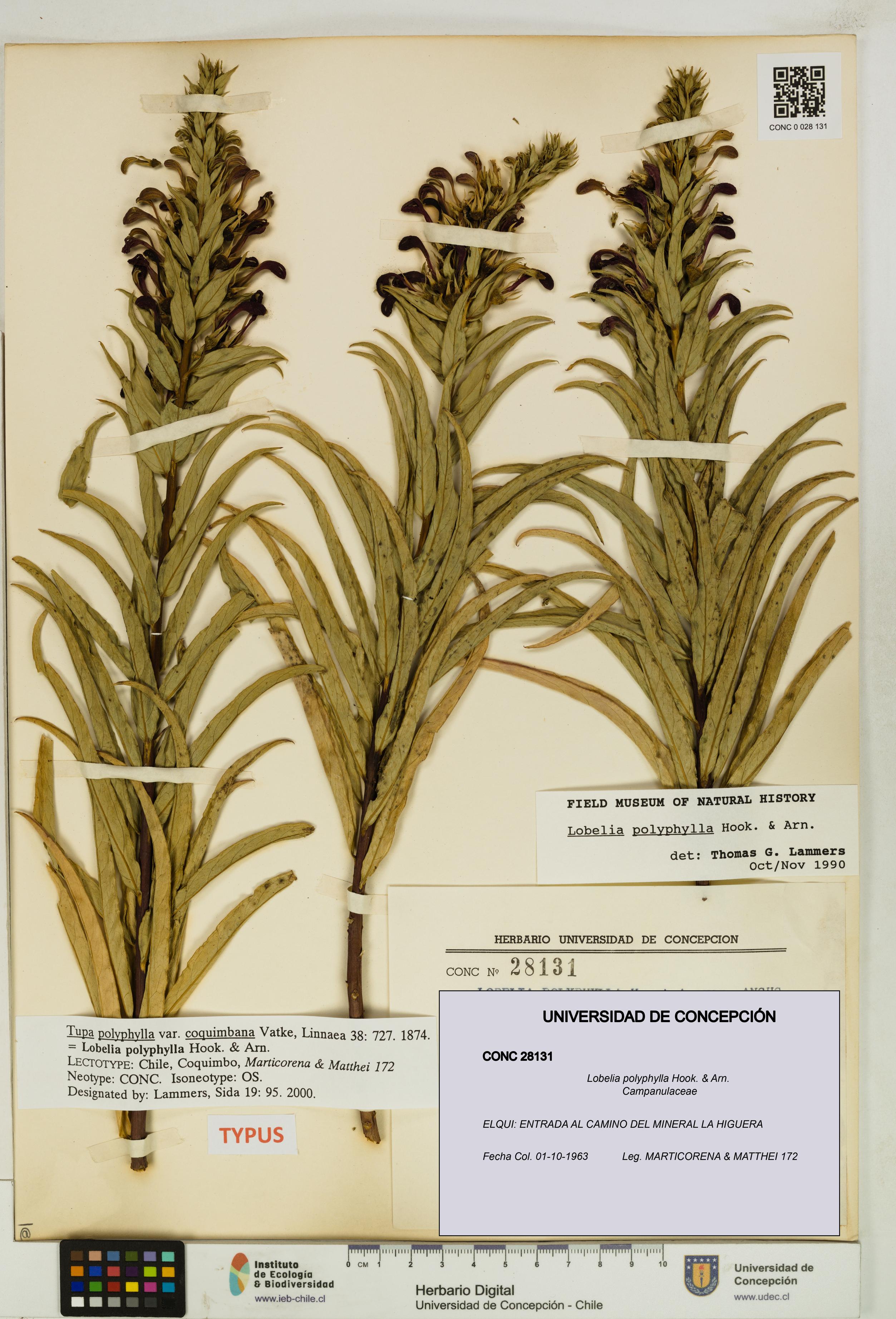 Lobelia polyphylla [Espécimen: UDEC:CONC:0028131]