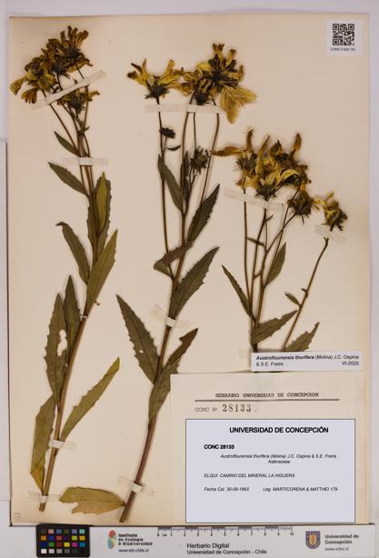 Austroflourensia thurifera [Espécimen: UDEC:CONC:0028133]