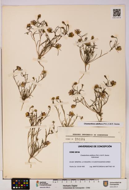 Chaetanthera albiflora [Espécimen: UDEC:CONC:0028134]
