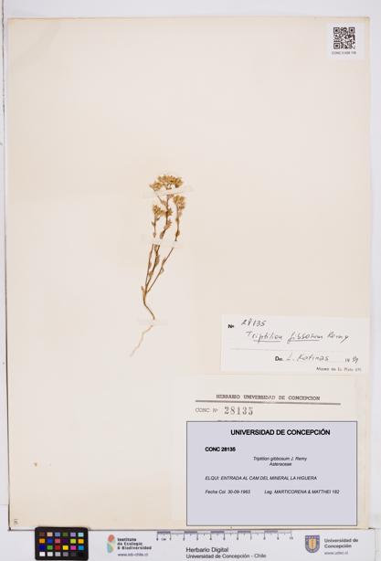 Triptilion gibbosum [Espécimen: ]