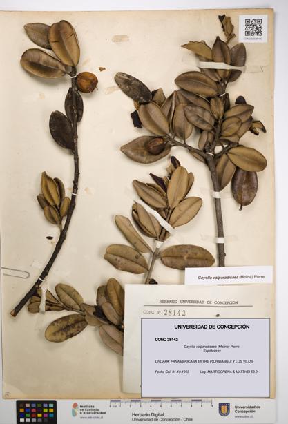 Gayella valparadisaea [Espécimen: UDEC:CONC:0028142]