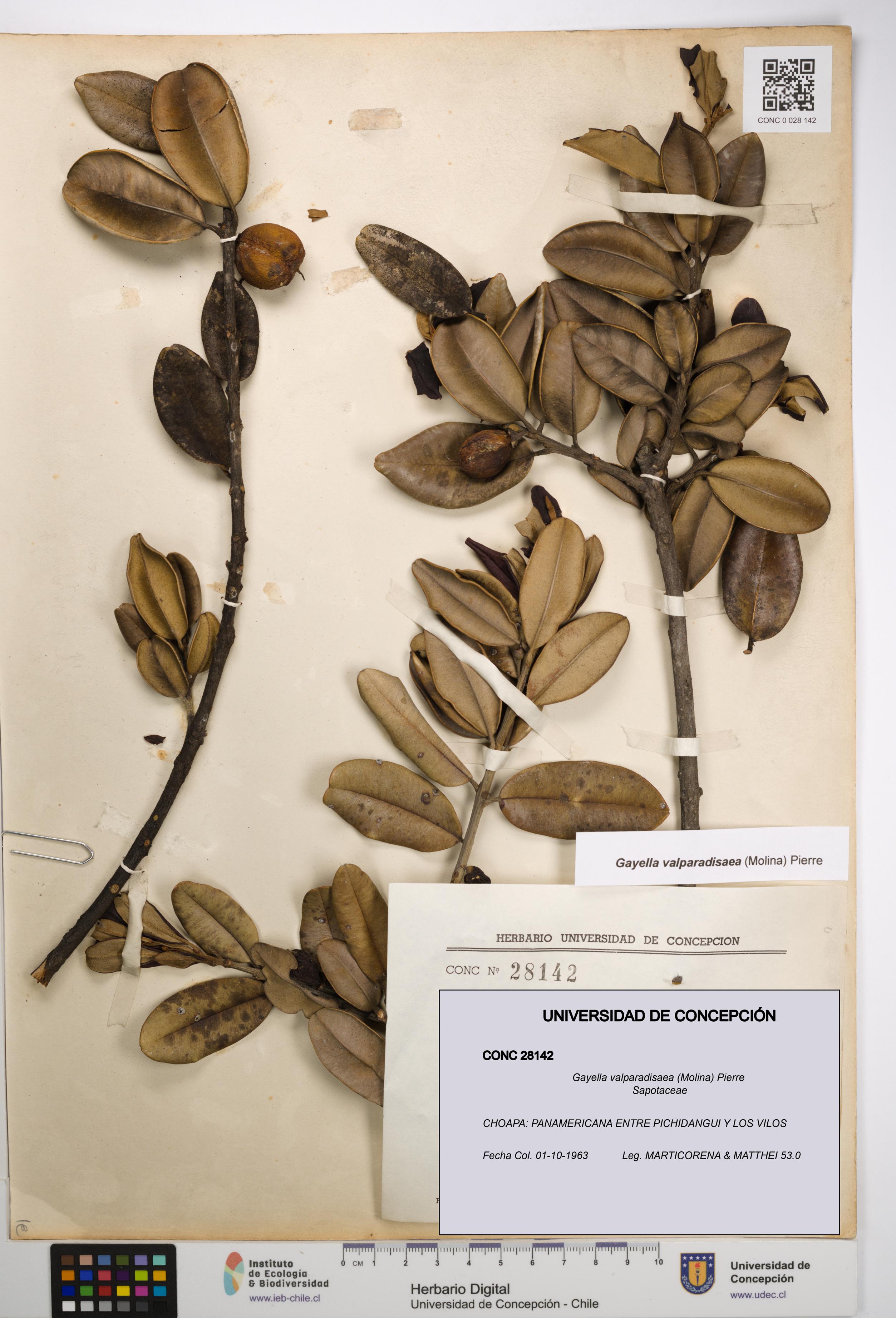 Gayella valparadisaea [Espécimen: UDEC:CONC:0028142]