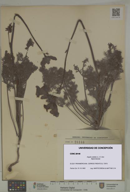 Argylia radiata [Espécimen: UDEC:CONC:0028146]