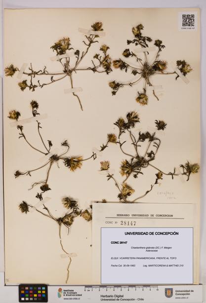 Chaetanthera glabrata [Espécimen: UDEC:CONC:0028147]