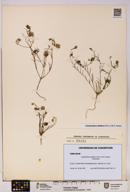 Chaetanthera albiflora [Espécimen: UDEC:CONC:0028148]