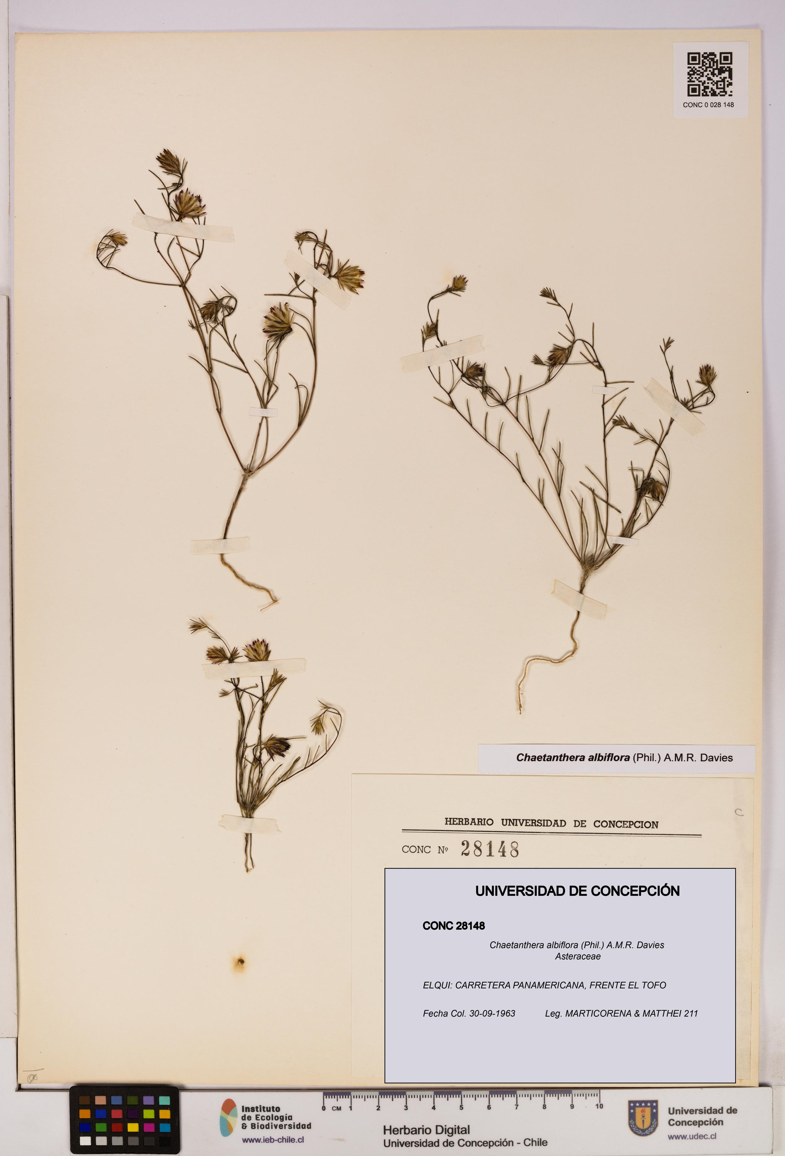 Chaetanthera albiflora [Espécimen: UDEC:CONC:0028148]