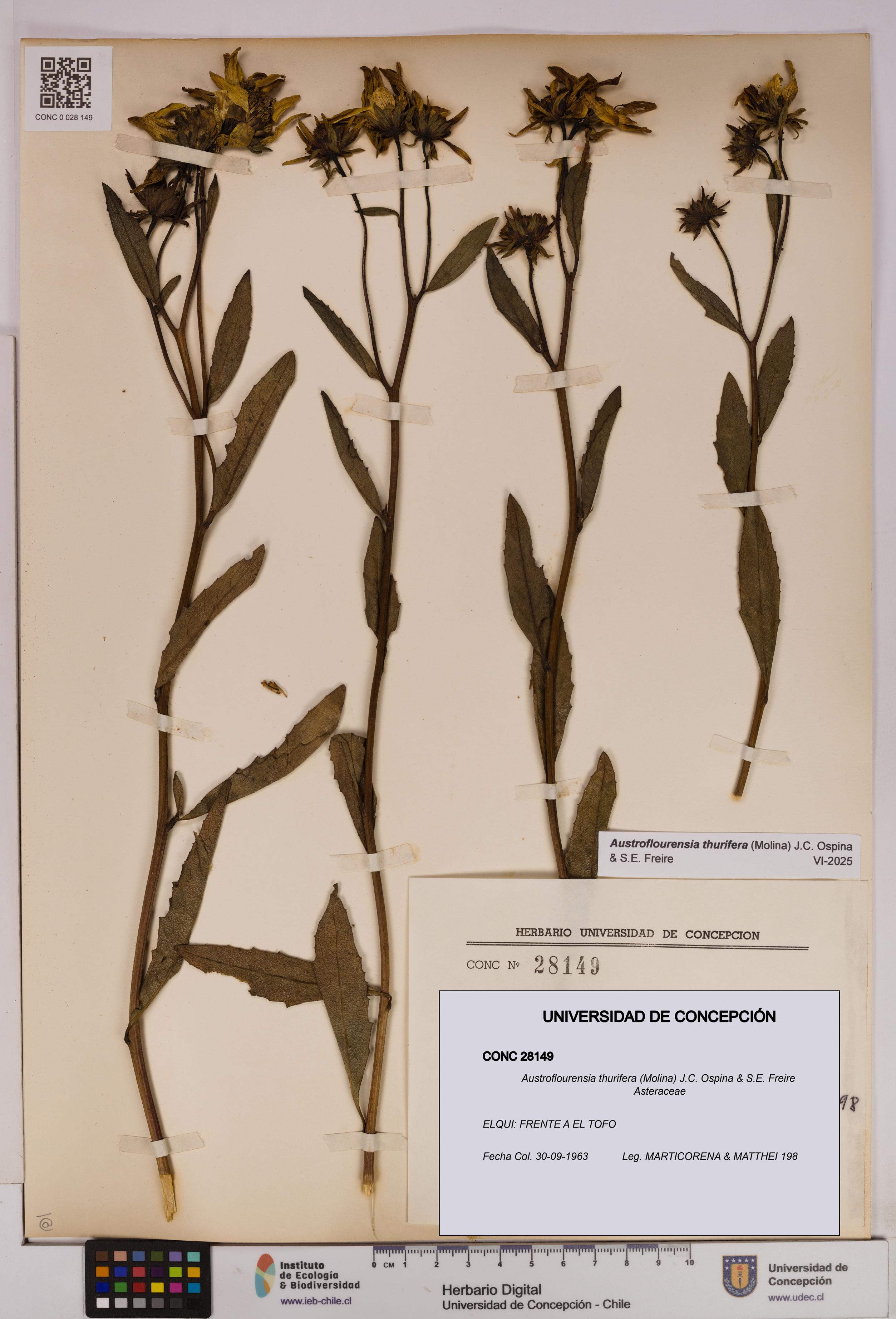 Austroflourensia thurifera [Espécimen: UDEC:CONC:0028149]