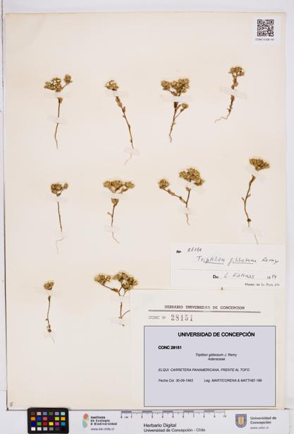 Triptilion gibbosum [Espécimen: ]