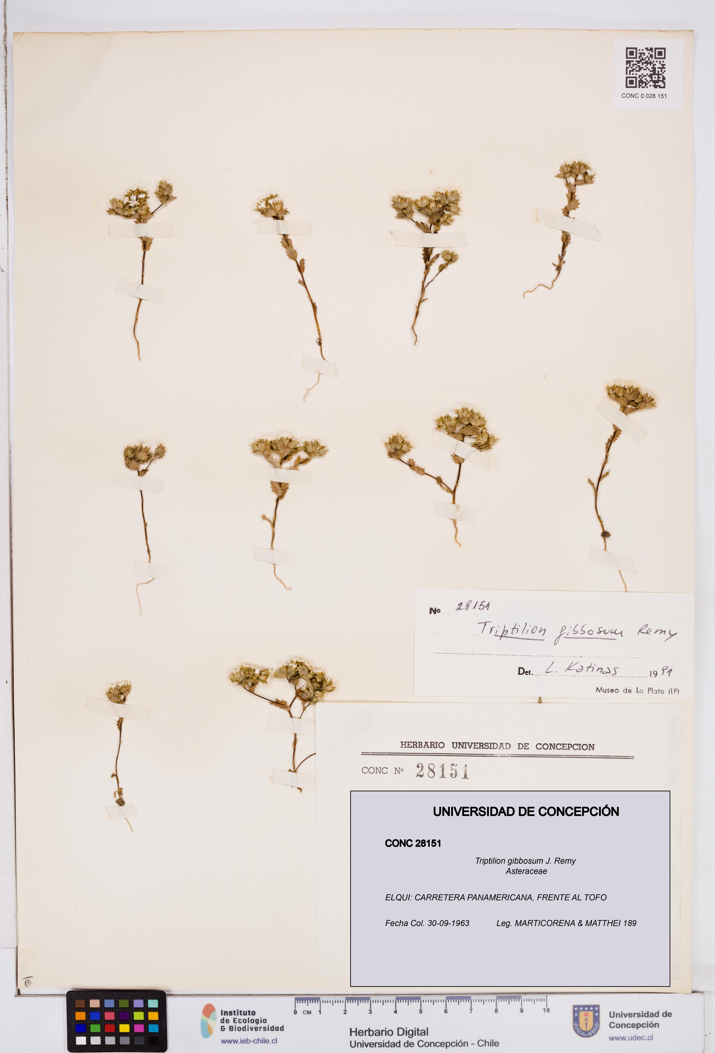 Triptilion gibbosum [Espécimen: ]