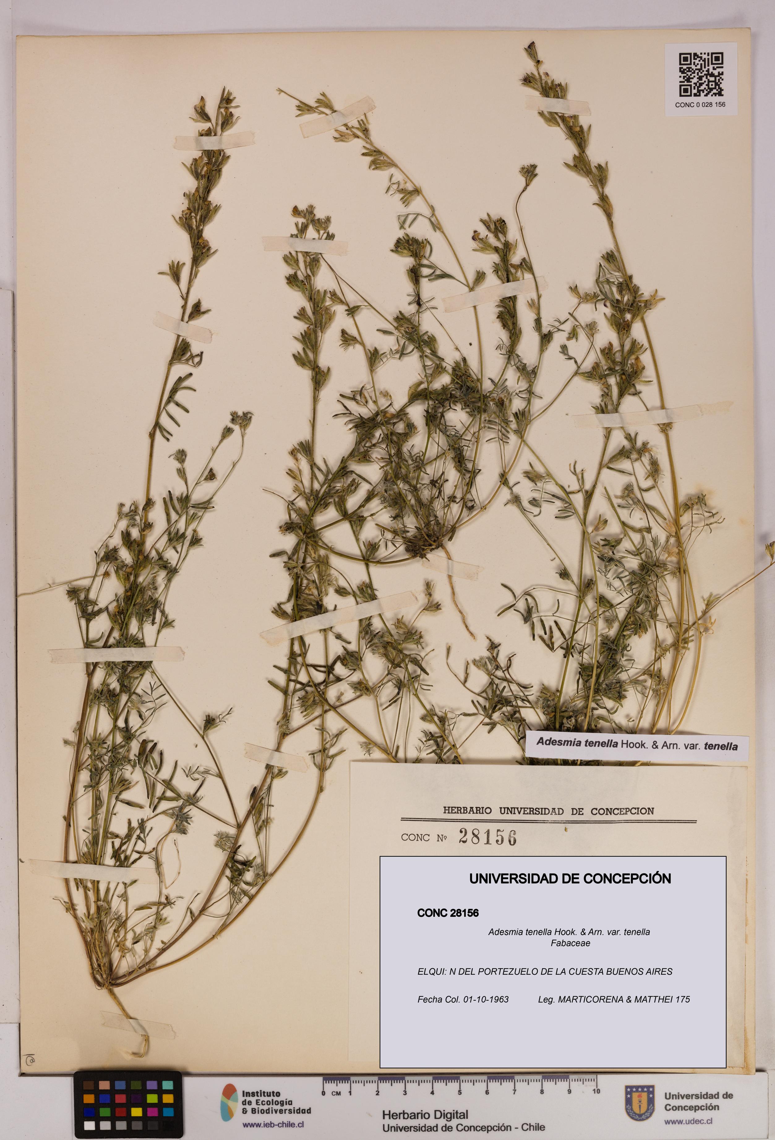 Adesmia tenella var. tenella [Espécimen: UDEC:CONC:0028156]
