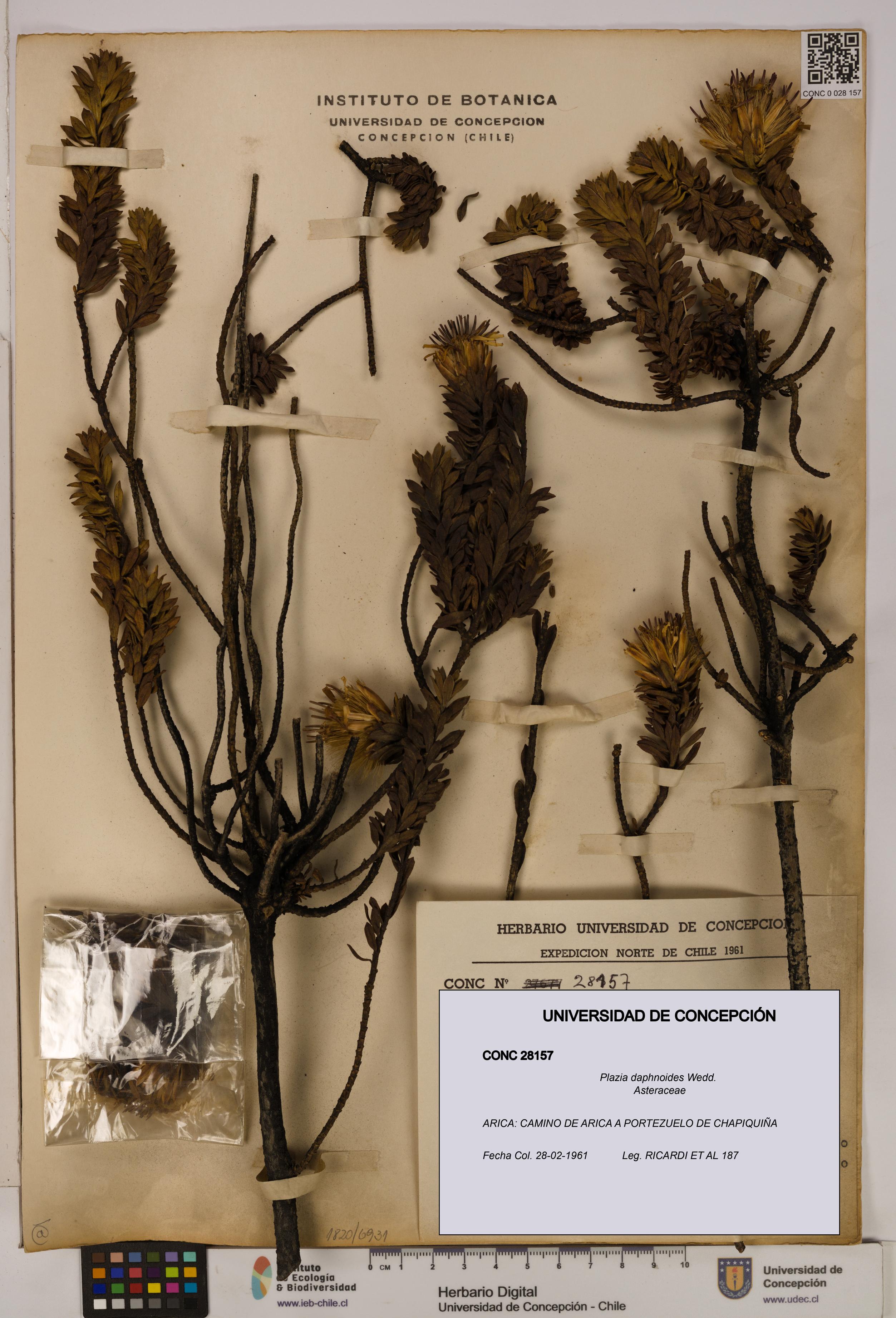 Plazia daphnoides [Espécimen: UDEC:CONC:0028157]