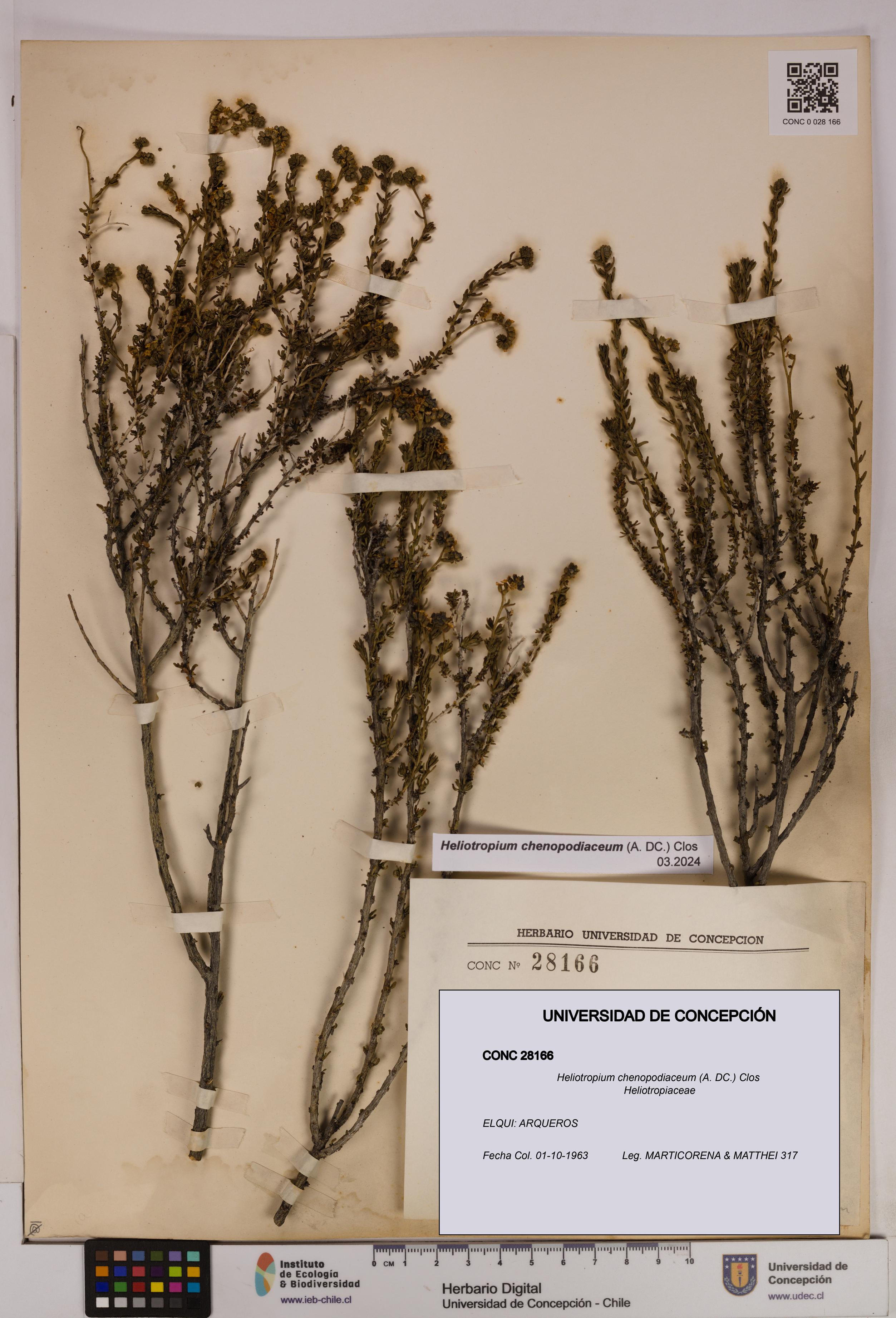 Heliotropium chenopodiaceum [Espécimen: UDEC:CONC:0028166]