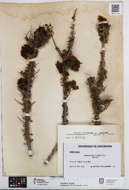 Balsamocarpon brevifolium [Espécimen: UDEC:CONC:0028168]