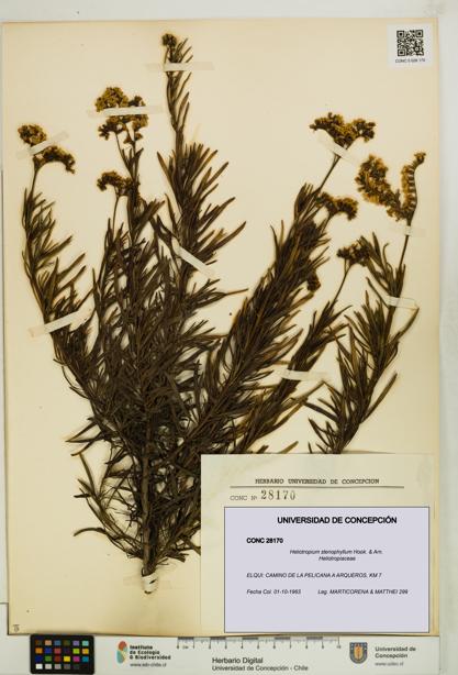 Heliotropium stenophyllum [Espécimen: UDEC:CONC:0028170]