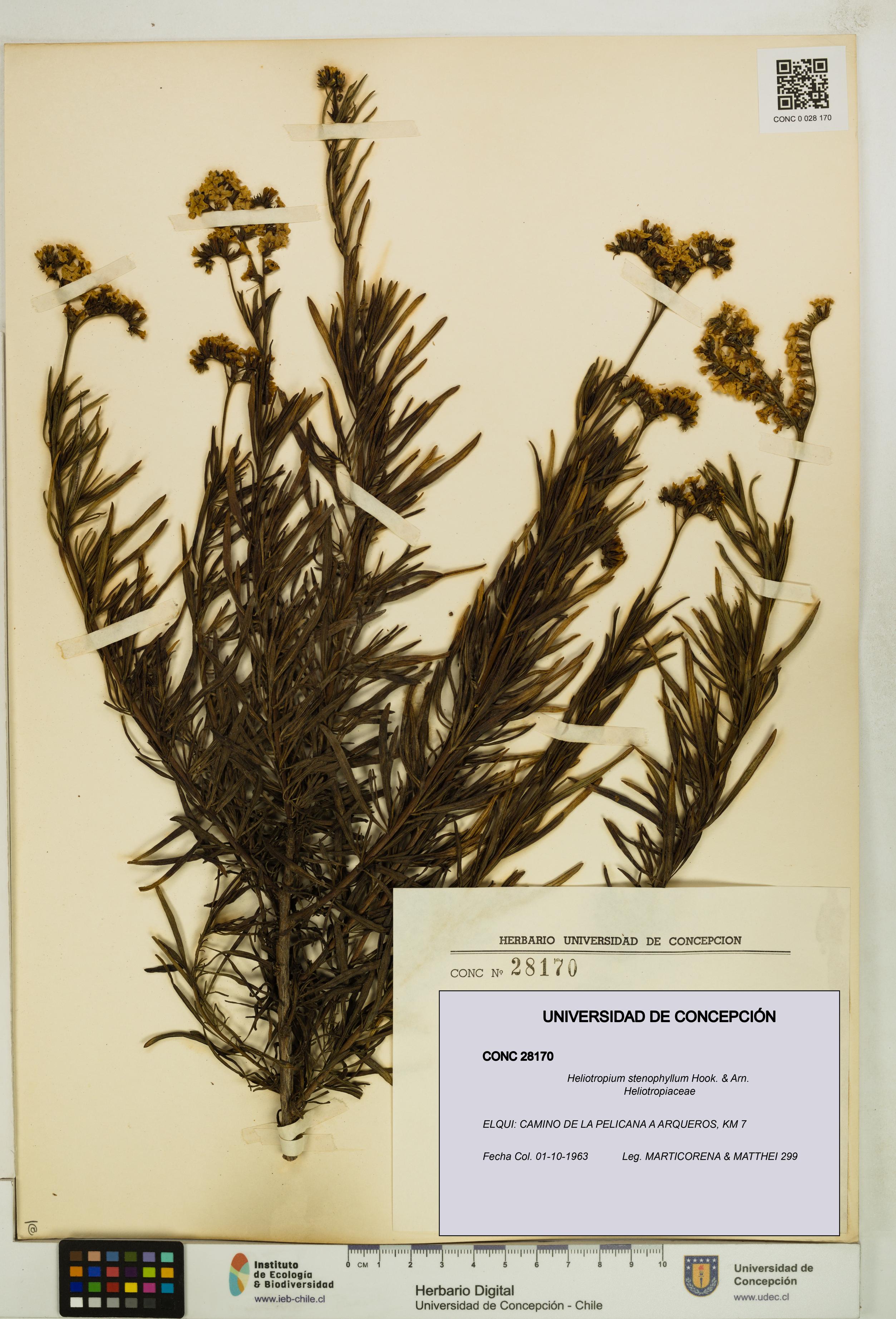 Heliotropium stenophyllum [Espécimen: UDEC:CONC:0028170]