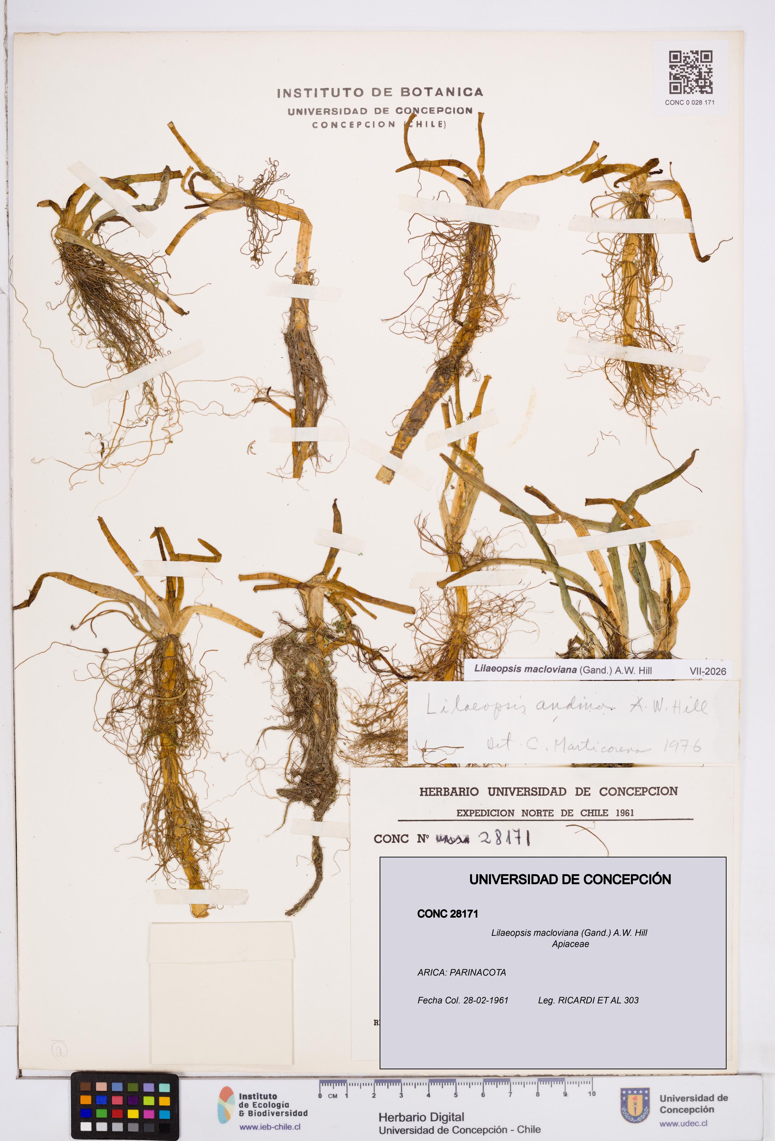 Lilaeopsis macloviana [Espécimen: ]