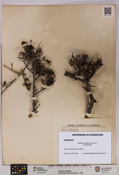 Krameria cistoidea [Espécimen: UDEC:CONC:0028172]