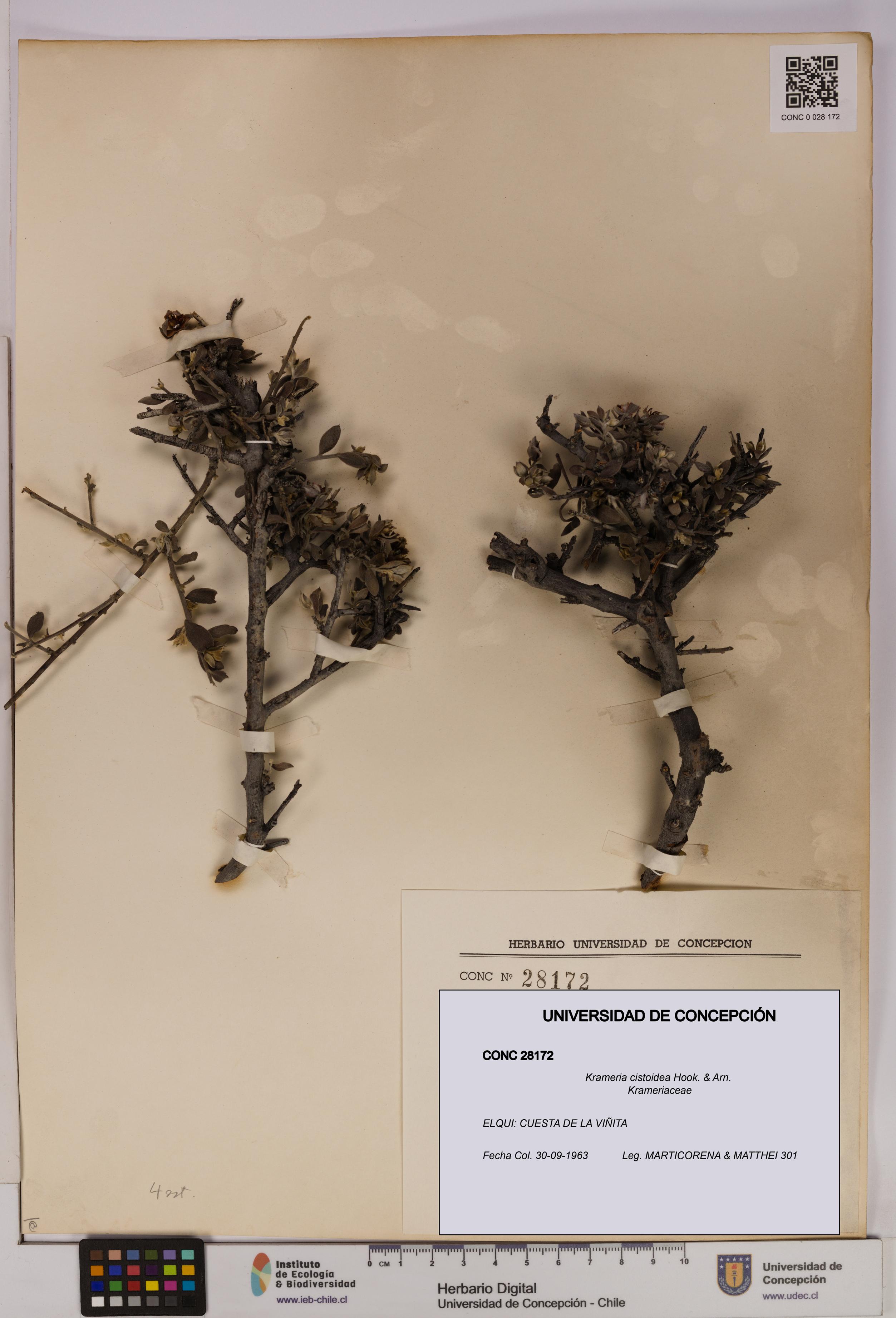 Krameria cistoidea [Espécimen: UDEC:CONC:0028172]