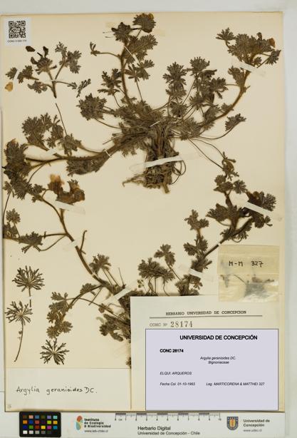 Argylia geranioides [Espécimen: UDEC:CONC:0028174]