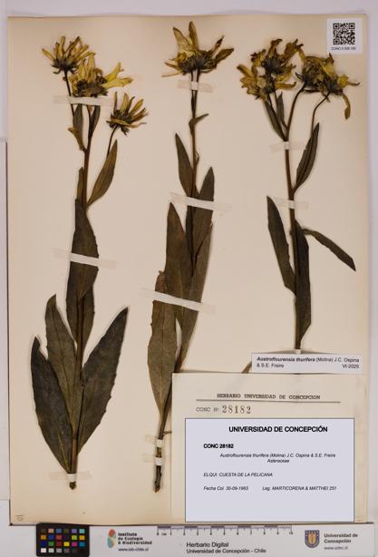 Austroflourensia thurifera [Espécimen: UDEC:CONC:0028182]