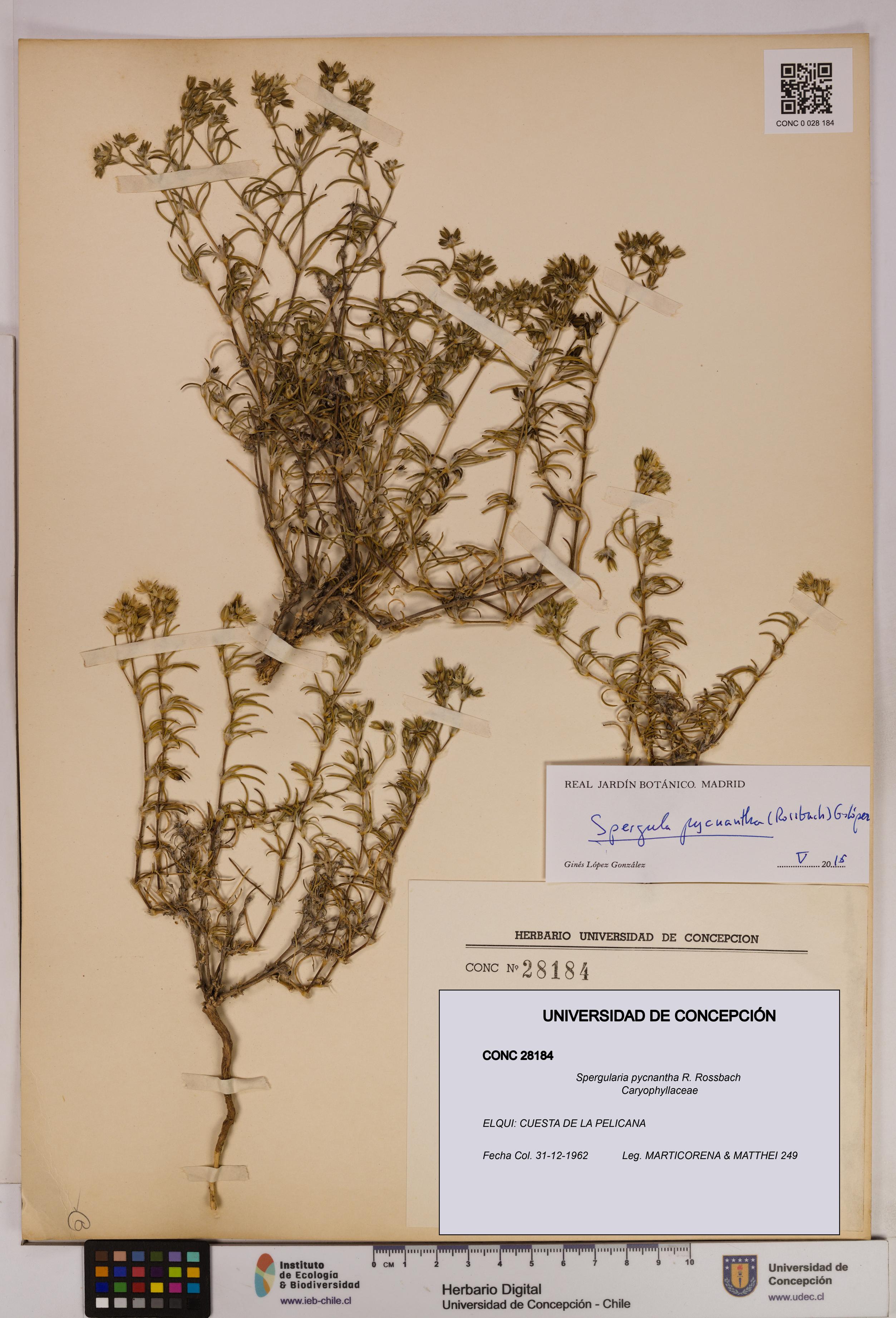 Spergularia pycnantha [Espécimen: UDEC:CONC:0028184]