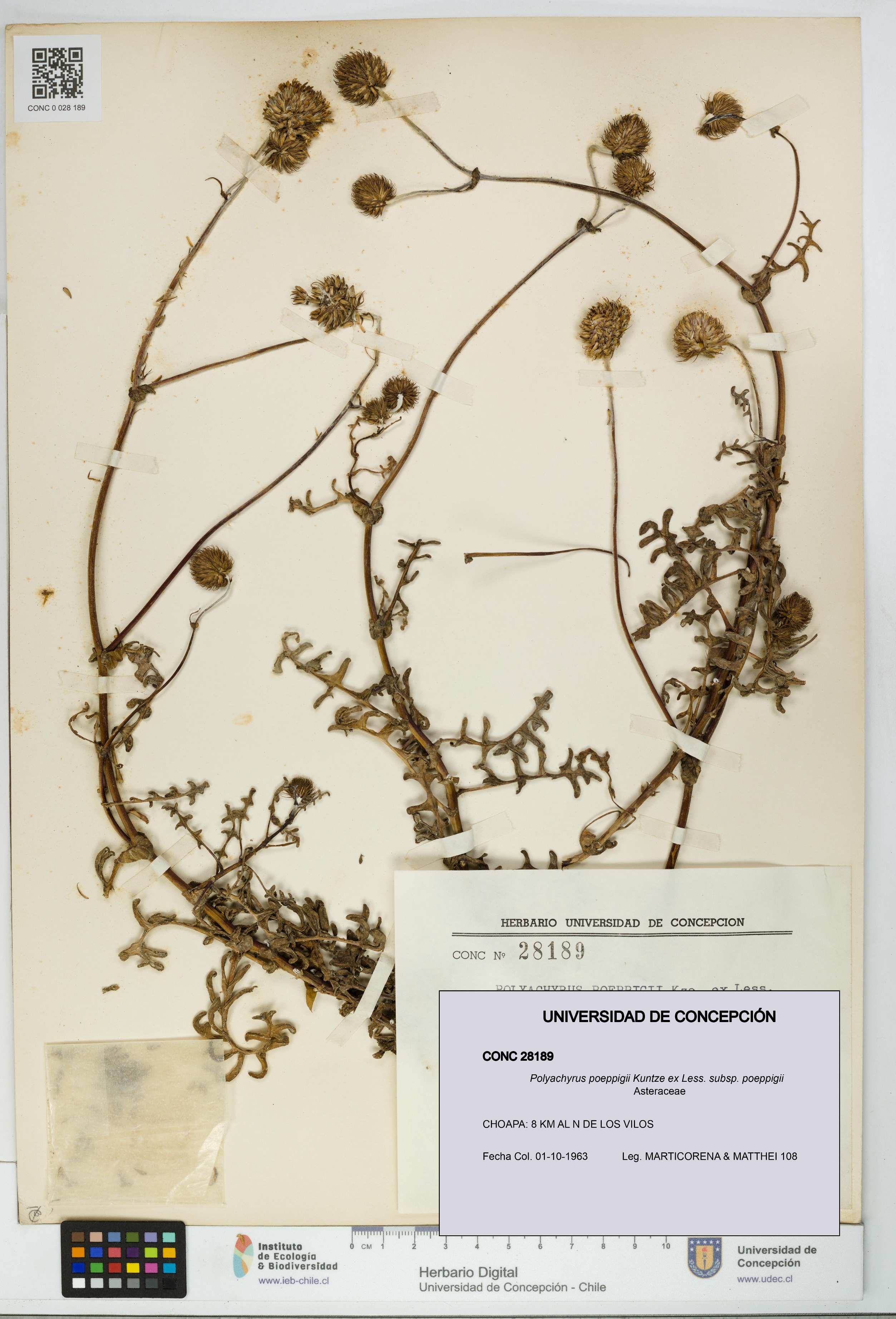 Polyachyrus poeppigii [Espécimen: UDEC:CONC:0028189]