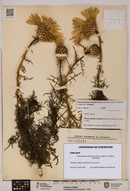 Plectocephalus chilensis [Espécimen: ]