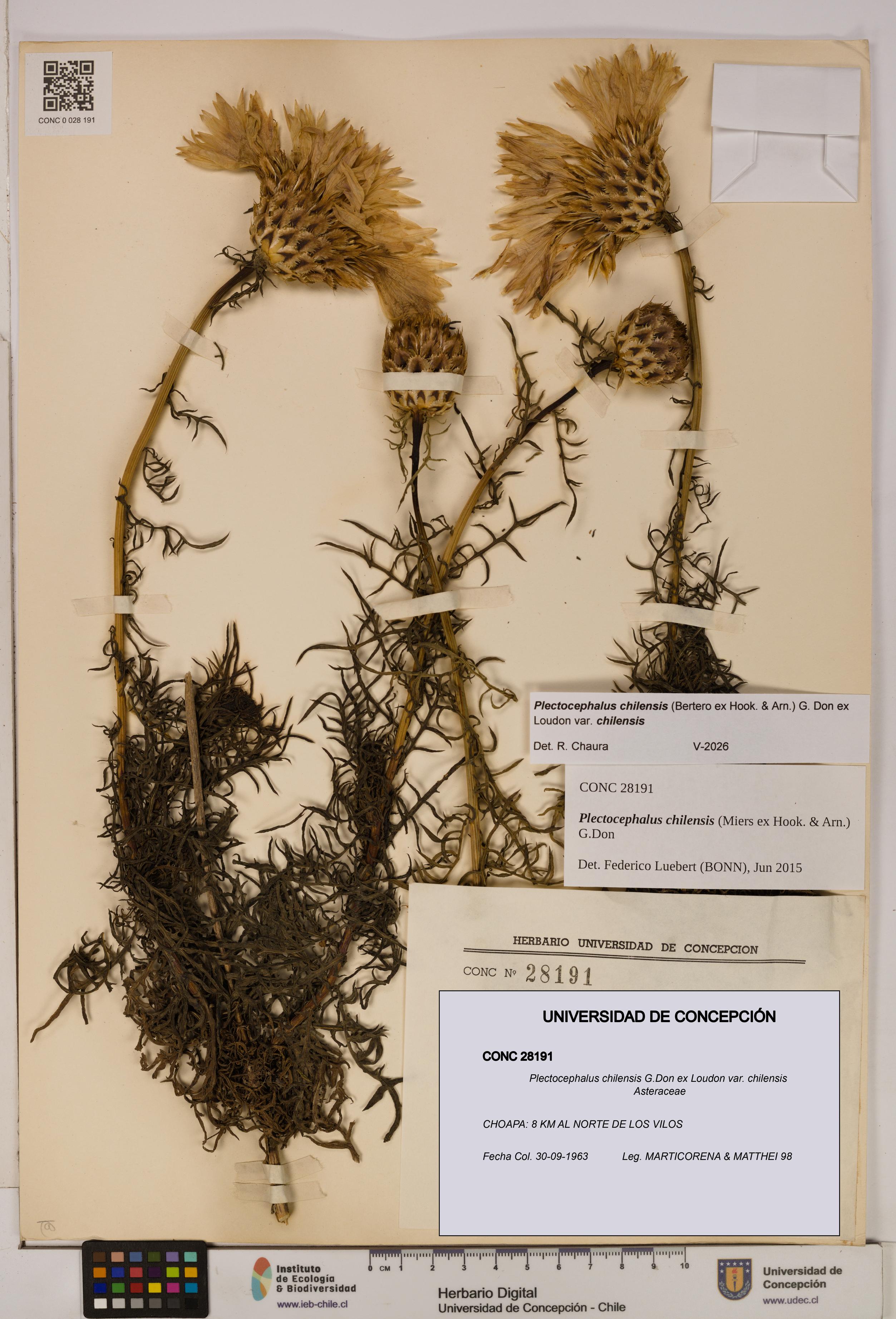 Plectocephalus chilensis [Espécimen: ]
