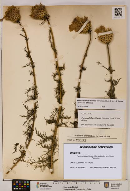 Plectocephalus chilensis [Espécimen: ]
