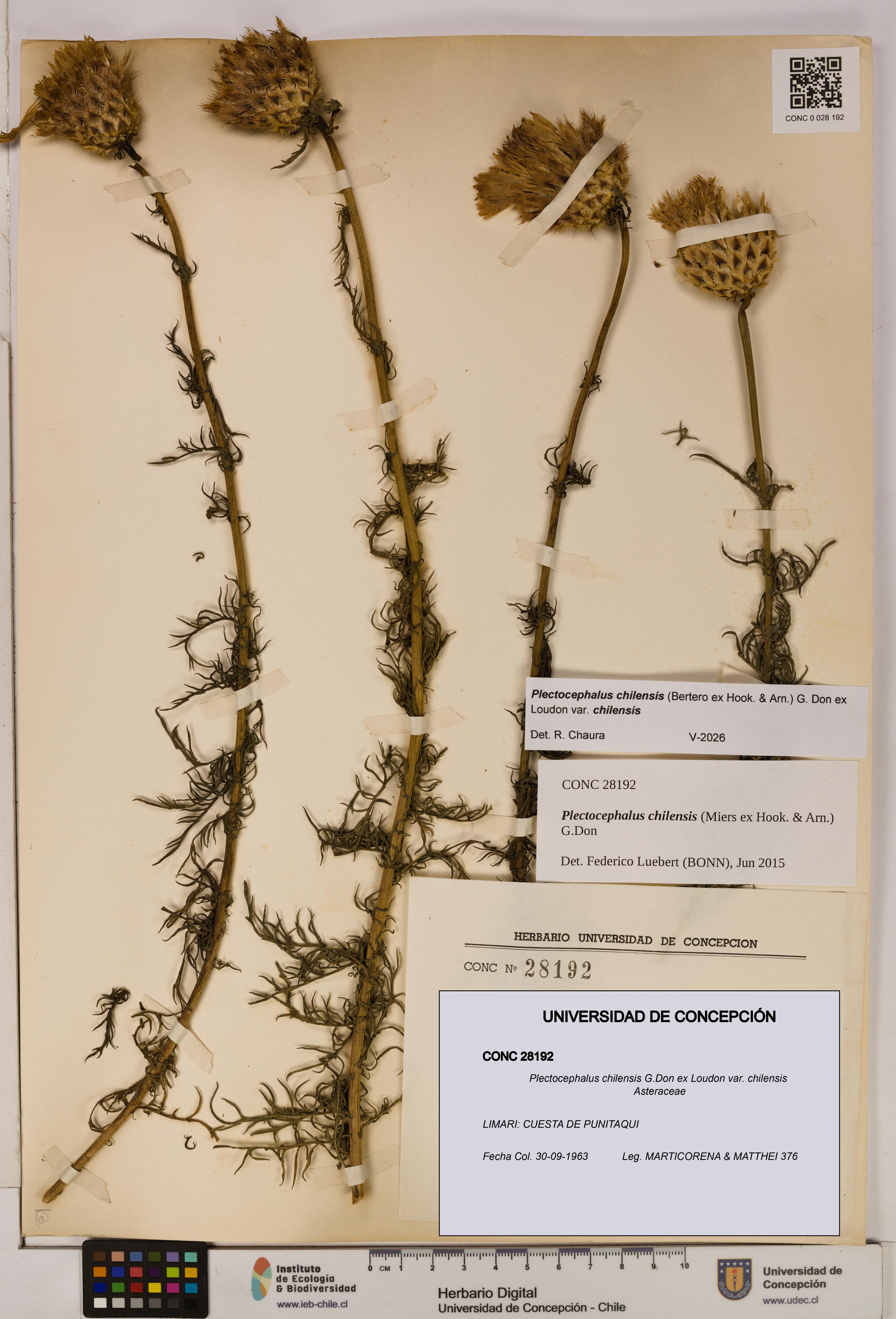 Plectocephalus chilensis [Espécimen: ]