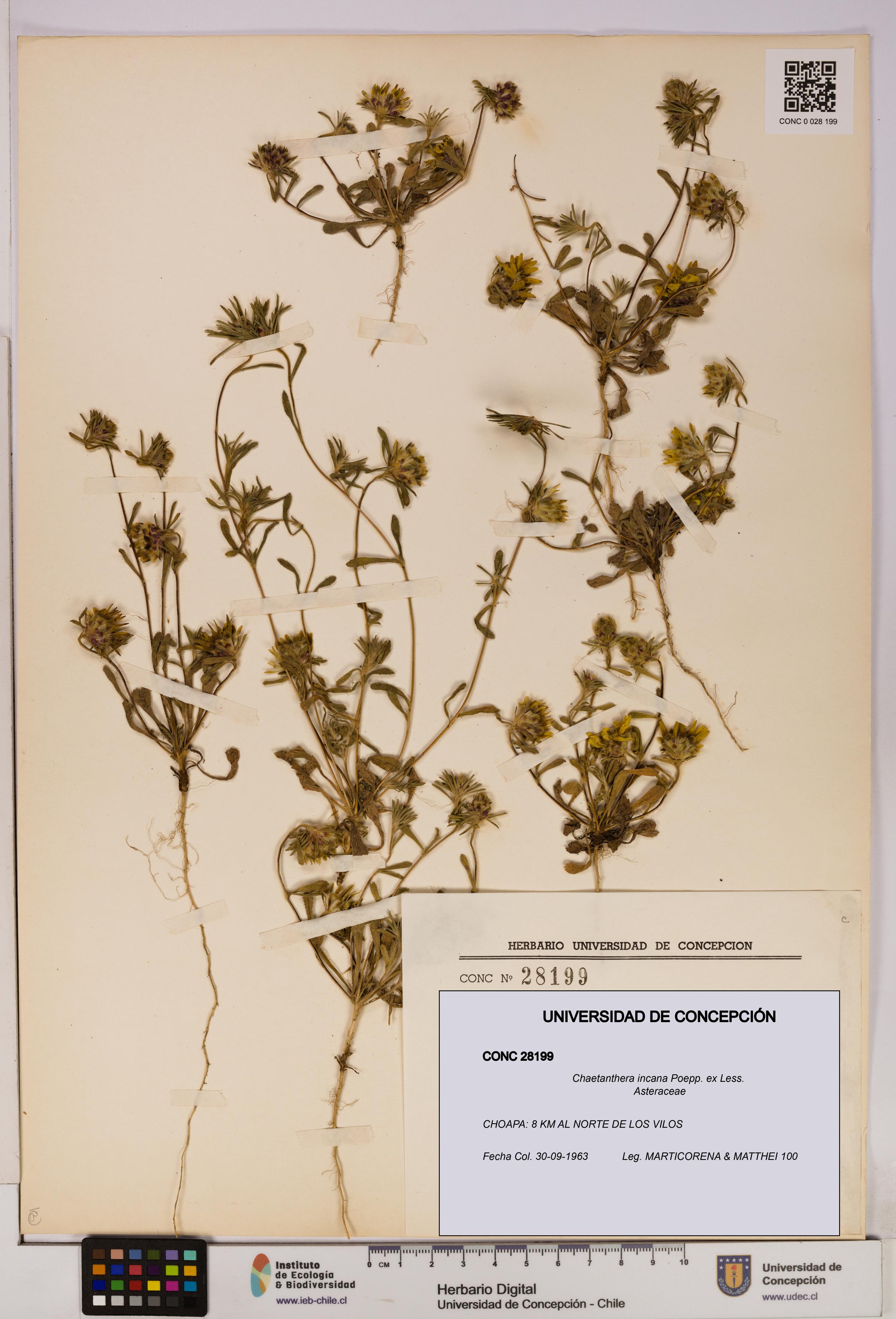 Chaetanthera incana [Espécimen: UDEC:CONC:0028199]