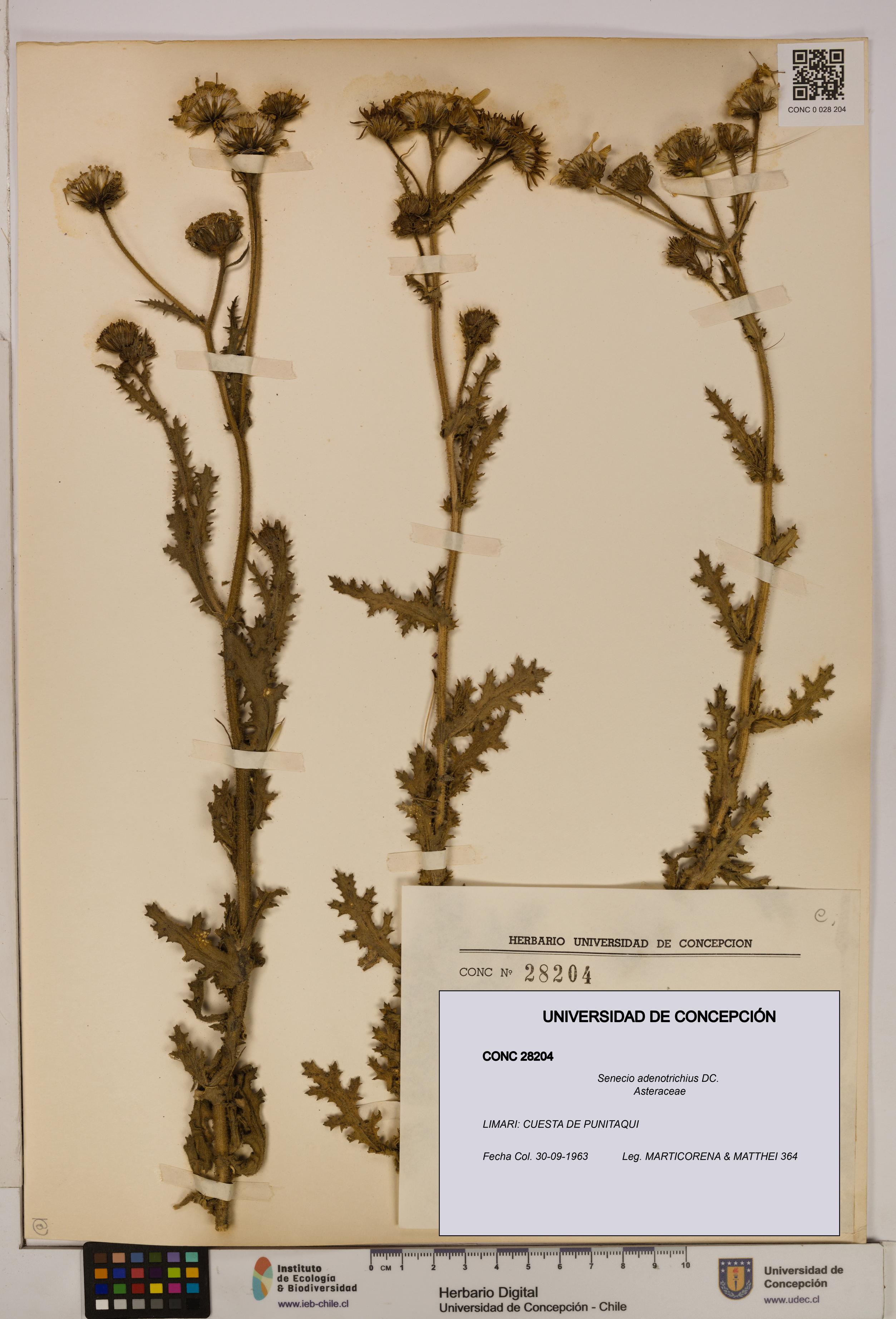Senecio adenotrichius [Espécimen: UDEC:CONC:0028204]
