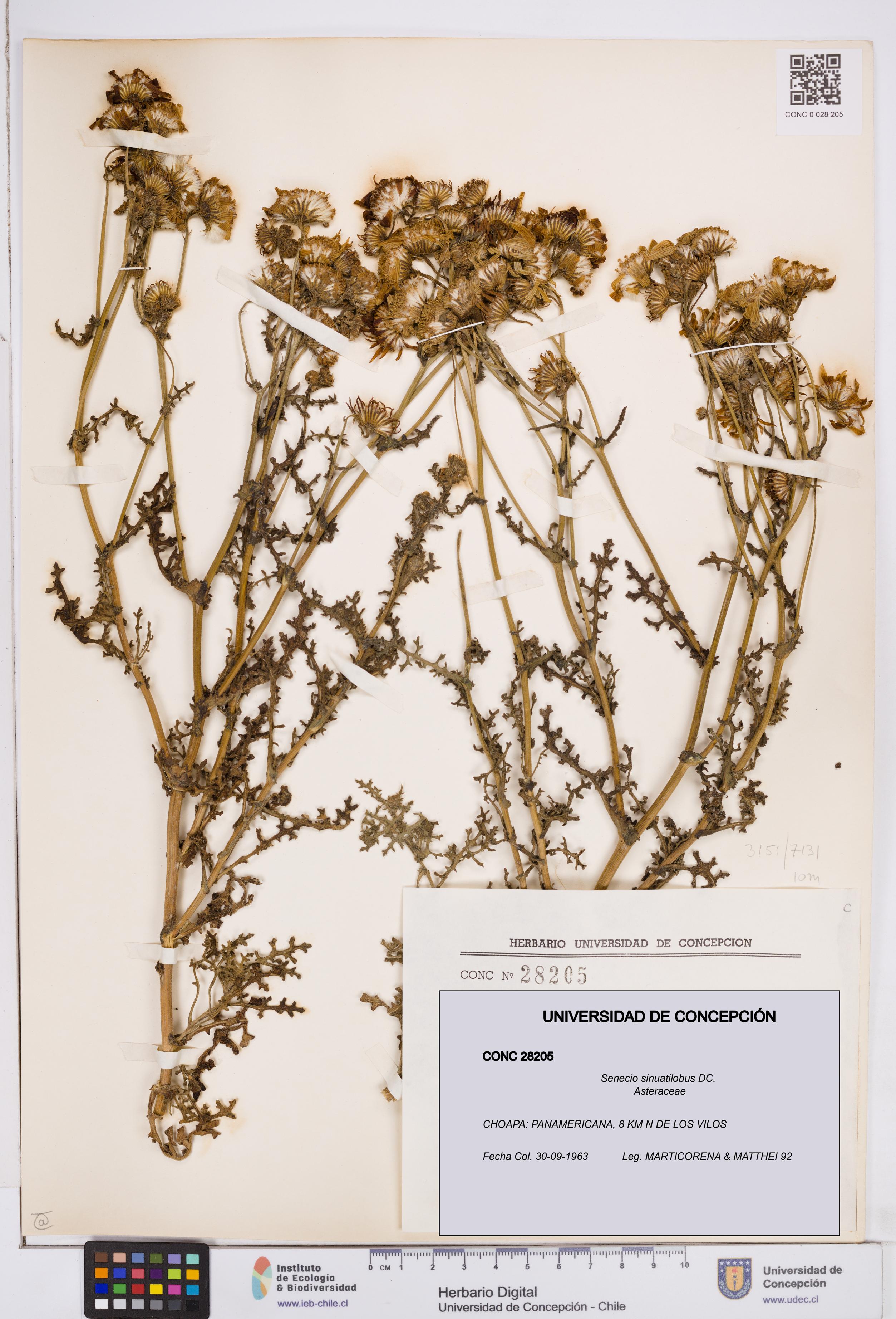 Senecio sinuatilobus [Espécimen: ]